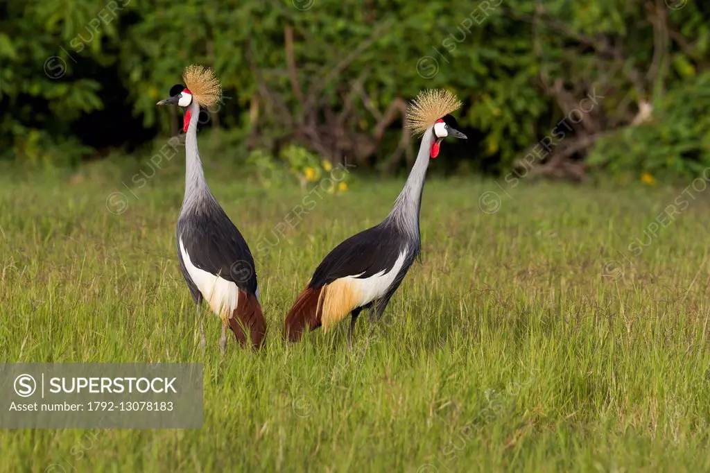 Kenya, Amboseli national park, crowned crane (Balearica regulorum gibbericeps)