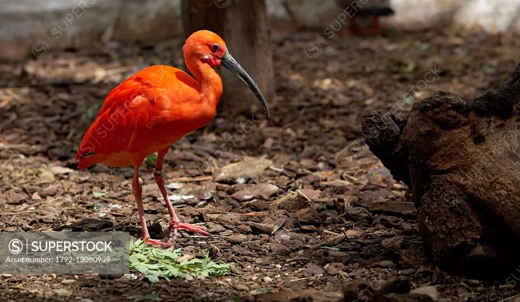 France, Herault, Montpellier, Lunaret zoological park, Amazon greenhouse, Threskiornithidae, Scarlet Ibis (Eudocimus ruber) from Central and South Ame...