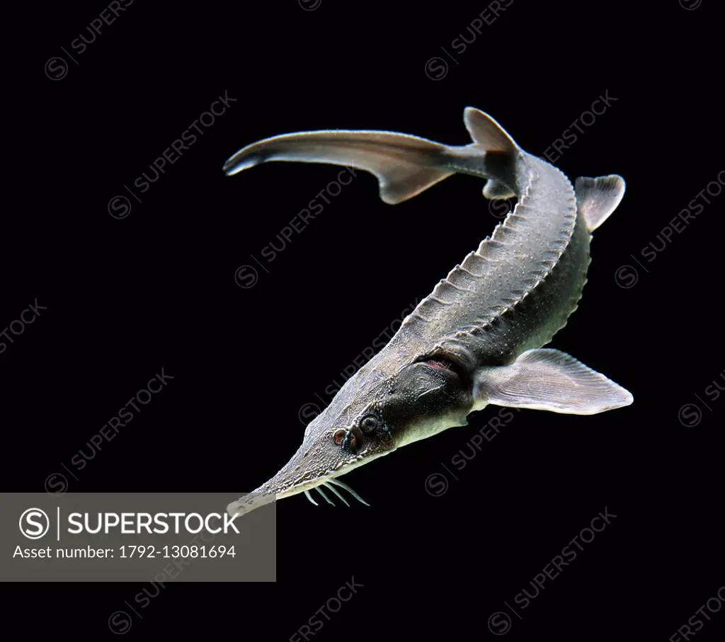 Siberian sturgeon (Acipenser baerii)