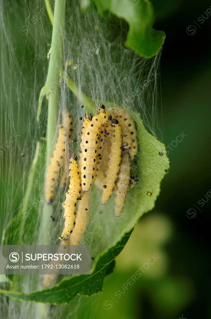 France, Haut Rhin, Rouffach, limestone hill, ermine of charcoal (Yponomeuta evonymella) caterpillars on a shrub