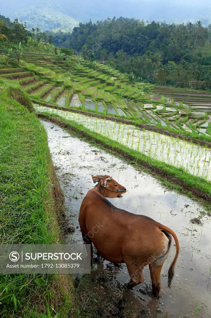 Indonesia, Bali, the rice fields of Jatiluwih, the subak system, listed as World Heritage by UNESCO