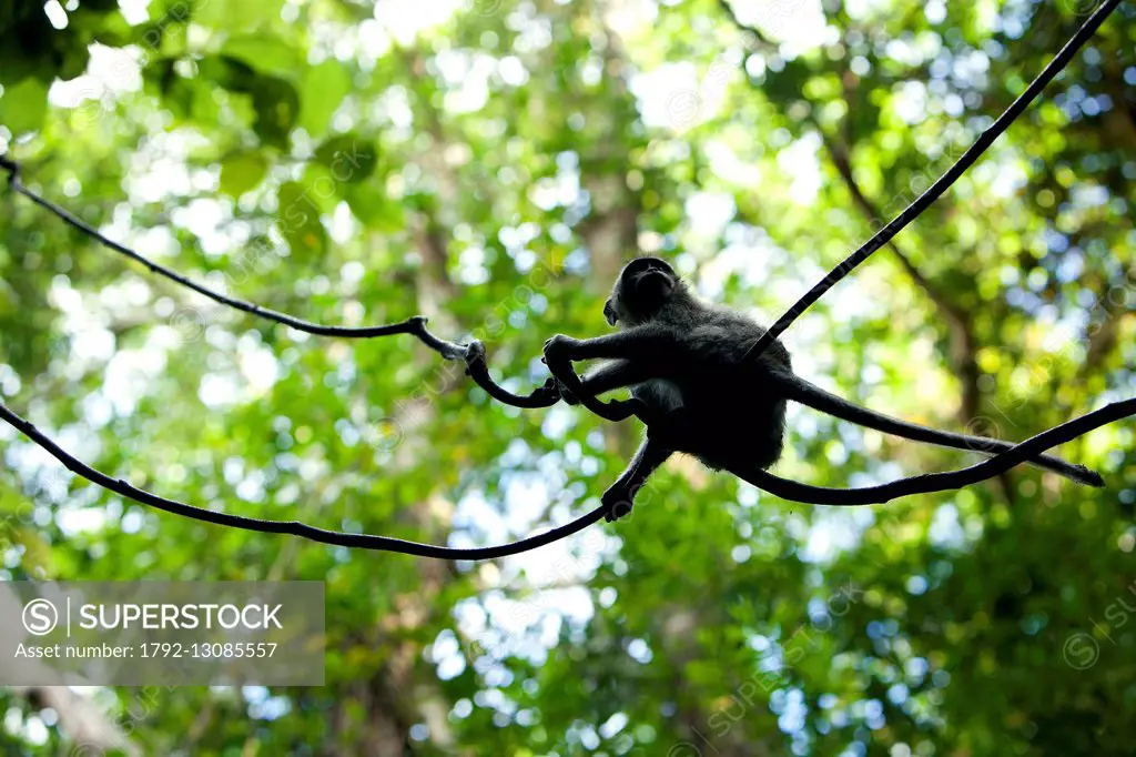 Indonesia, Bali, Ubud, Monkey Forest, macaque (Macaca )