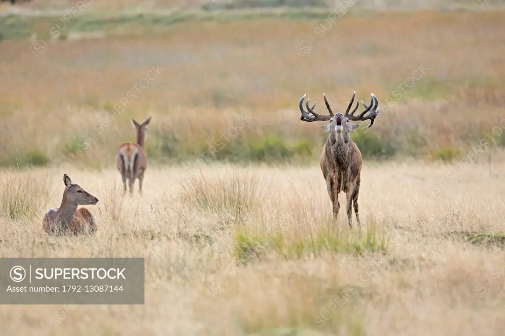 United Kingdom, London, Richmond Park, Red deer (Cervus elaphus) belling