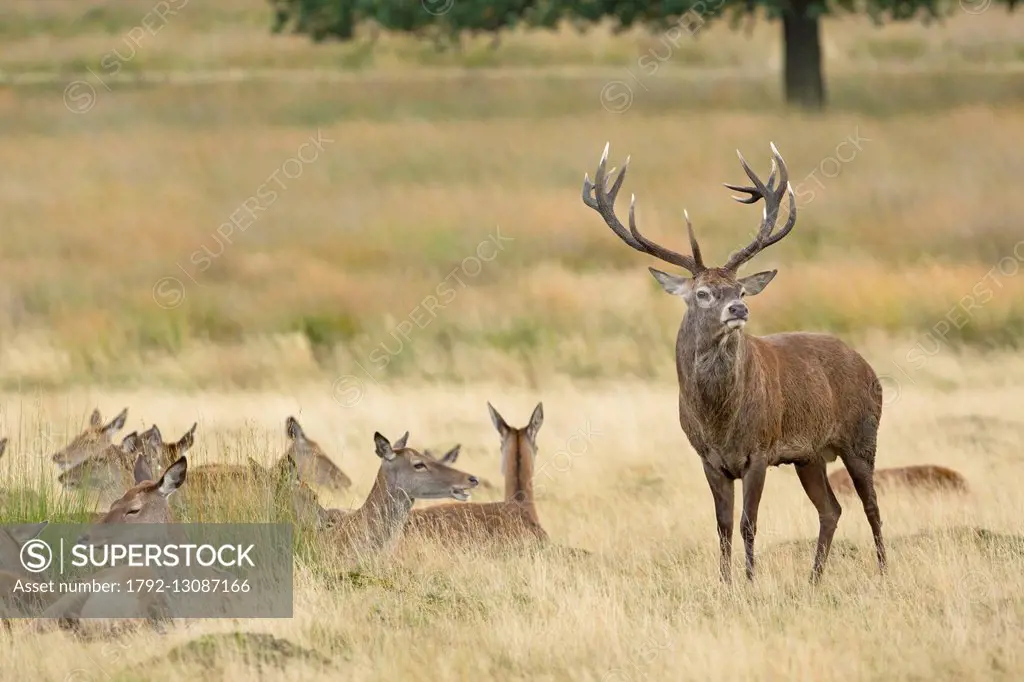 United Kingdom, London, Richmond Park, Red deer (Cervus elaphus) belling