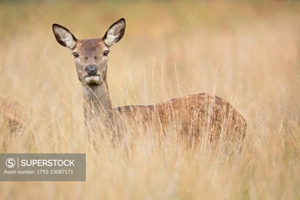 United Kingdom, London, Richmond Park, Red deer (Cervus elaphus)