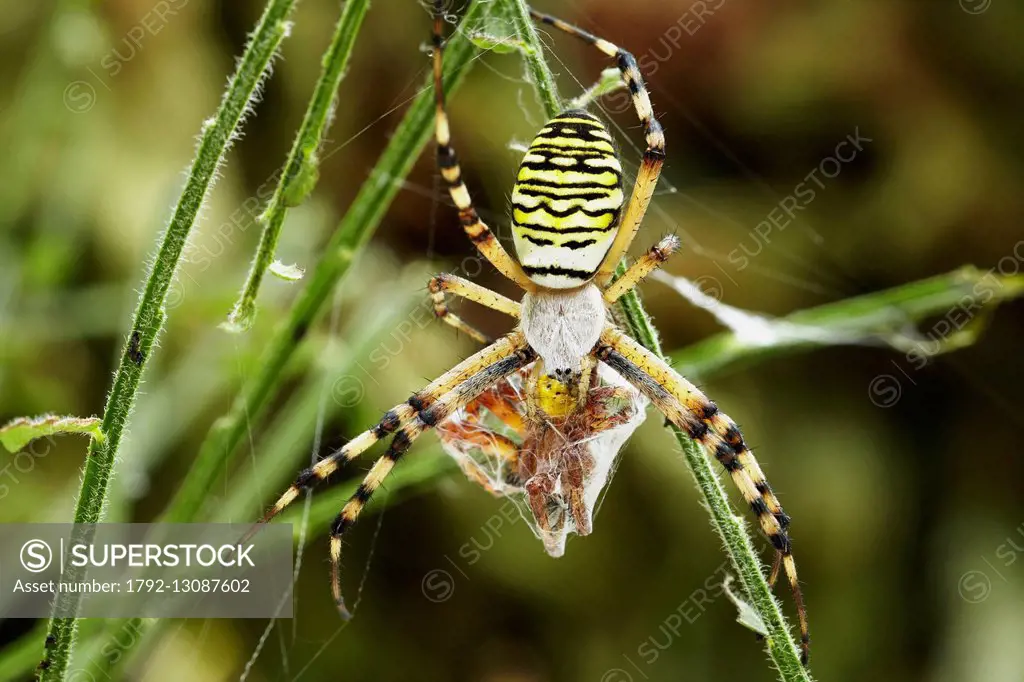 France, Morbihan, Araneae, Araneidae, Wasp spider (Argiope bruennichi), female swaddling its prey, male of Four spot Orbweaver (Araneus quadratus)