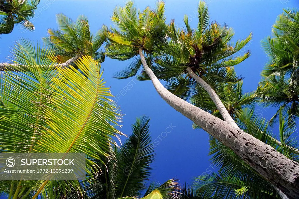 France, Martinique (French West Indies), Sainte Anne, Anse des Salines, leaning coconut palms of the Salines beach