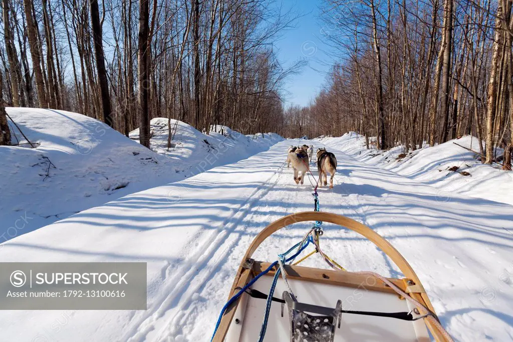Canada, Quebec province, Eastern Townships (Estrie), Bonsecours, dogsledding with Nordik Adventures