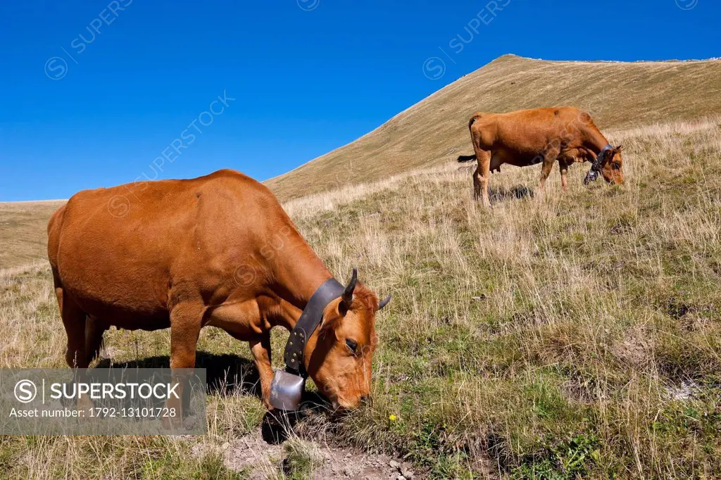 France, Isere, Parc Naturel Regional de Chartreuse (Natural regional park of Chartreuse), cows in the pastures of the Charmant Som