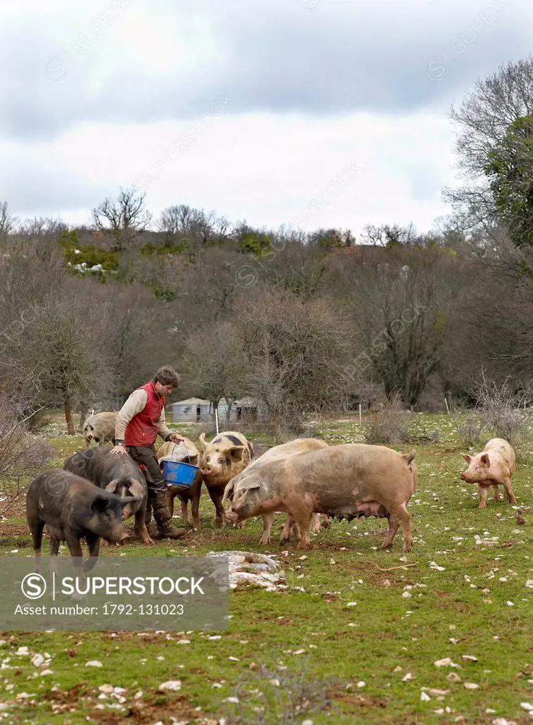 France, Larzac, Aveyron, feature: Epic Pork, Nicolas Brahic and his suckling pigs