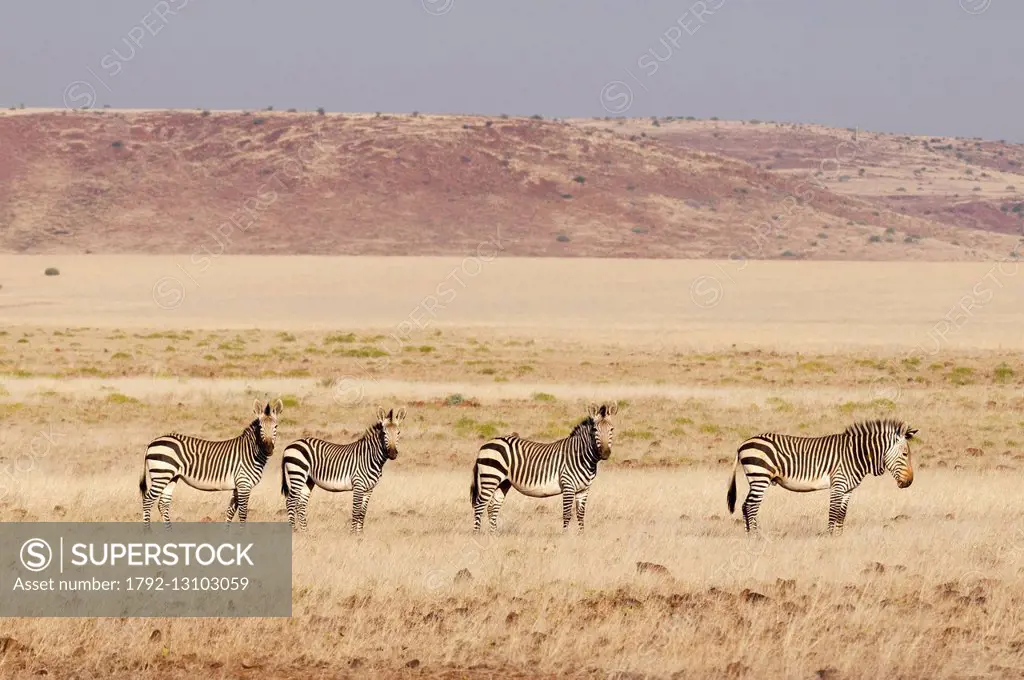 Namibia, Damaraland, Palmwag Concession, Hartmann's mountain zebra (Equus zebra hartmannae)