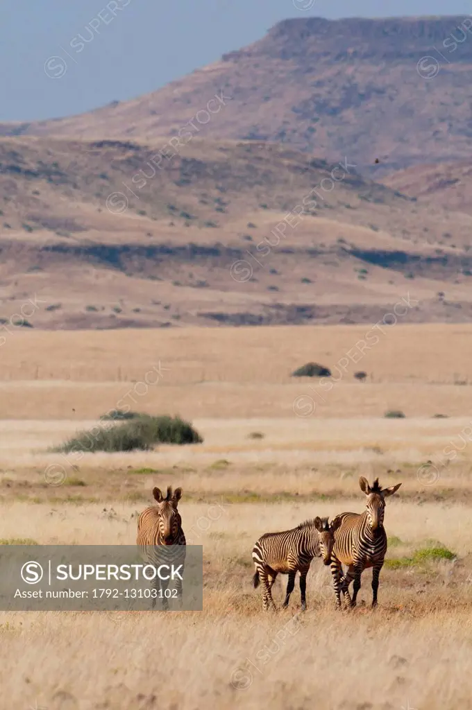 Namibia, Damaraland, Palmwag Concession, Hartmann's mountain zebra (Equus zebra hartmannae)