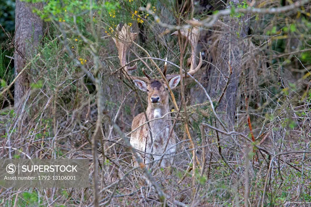 France, Haute Saone, Private park, Fallow Deer (Dama dama) buck