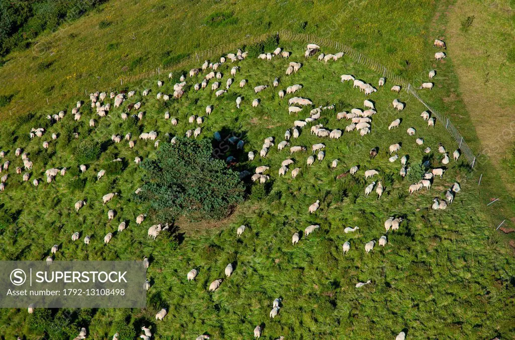 France, Puy de Dome, Parc Naturel Regional des Volcans d'Auvergne (Natural regional park of Volcan d'Auvergne), Orcines, flock of sheep on volcano Puy...