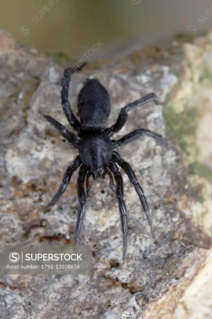 France, Araneae, Gnaphosidae, Ground spider (Zelotes sp)