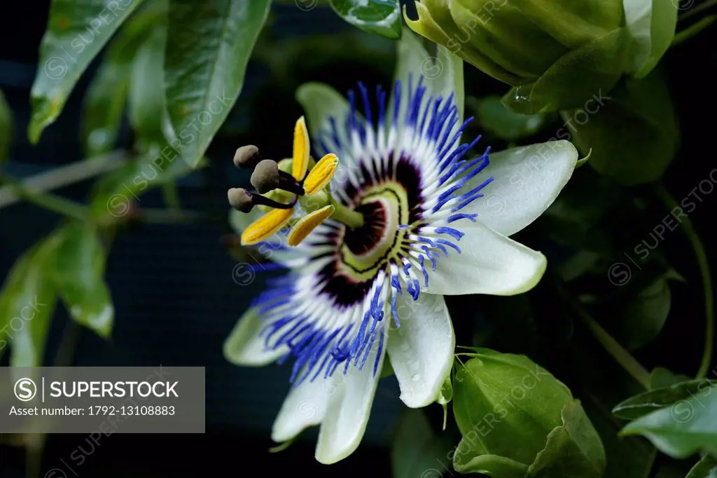France, Violales, Passifloraceae, Blue Passion Flower or Common Passion Flower (Passiflora caerulea)