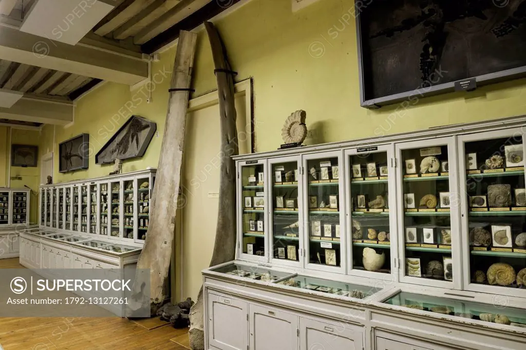France, Seine Maritime, Rouen, Museum of Natural History, paleontology room
