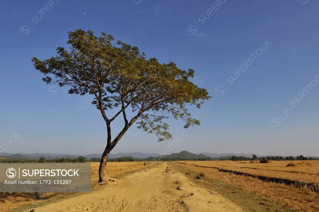 Myanmar Burma, Rakhine State Arakan, Mrauk U, rice fields