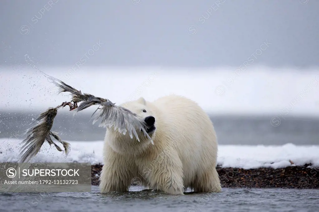 United States, Alaska, Arctic National Wildlife Refuge, Kaktovik, Polar Bear (Ursus maritimus), yearling playing with asqueleton of gull