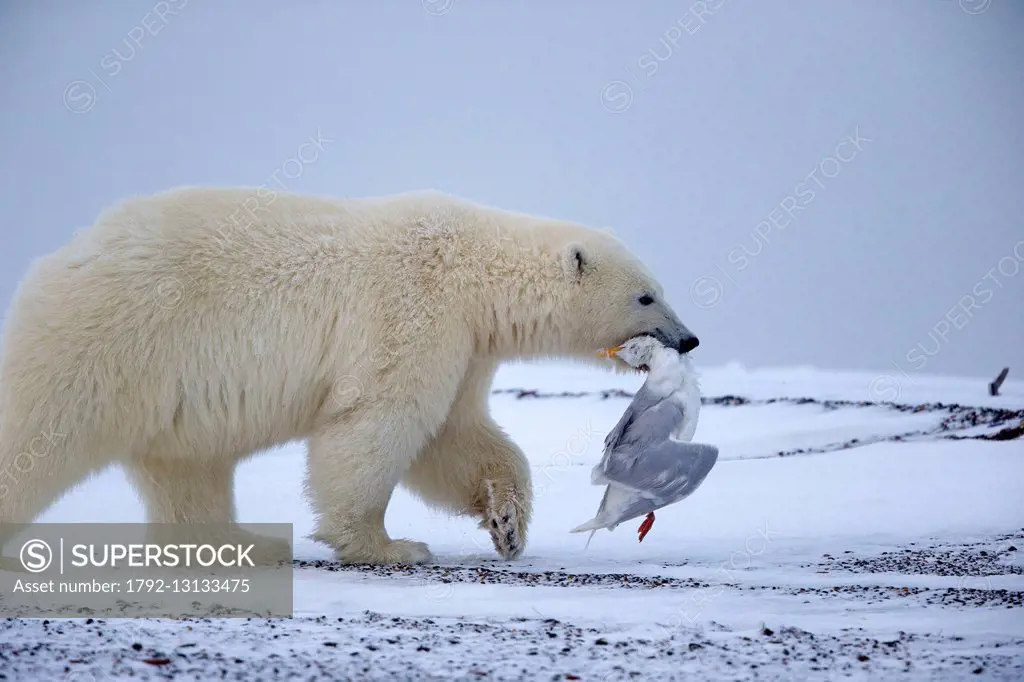 United States, Alaska, Arctic National Wildlife Refuge, Kaktovik, Polar Bear (Ursus maritimus), subadult playing with a squeleton of gull