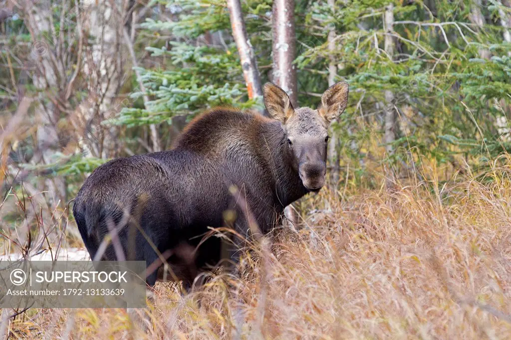 United States, Alaska, Anchorage, Moose (Alces alces), young, Fall