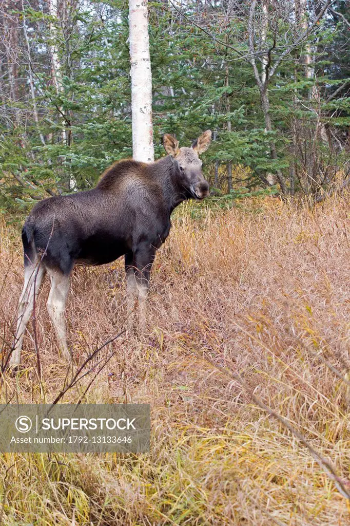United States, Alaska, Anchorage, Moose (Alces alces), young, Fall