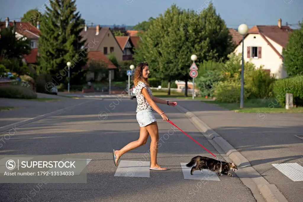 France, Bas Rhin, Bischoffsheim, one person with a cat crossing a street