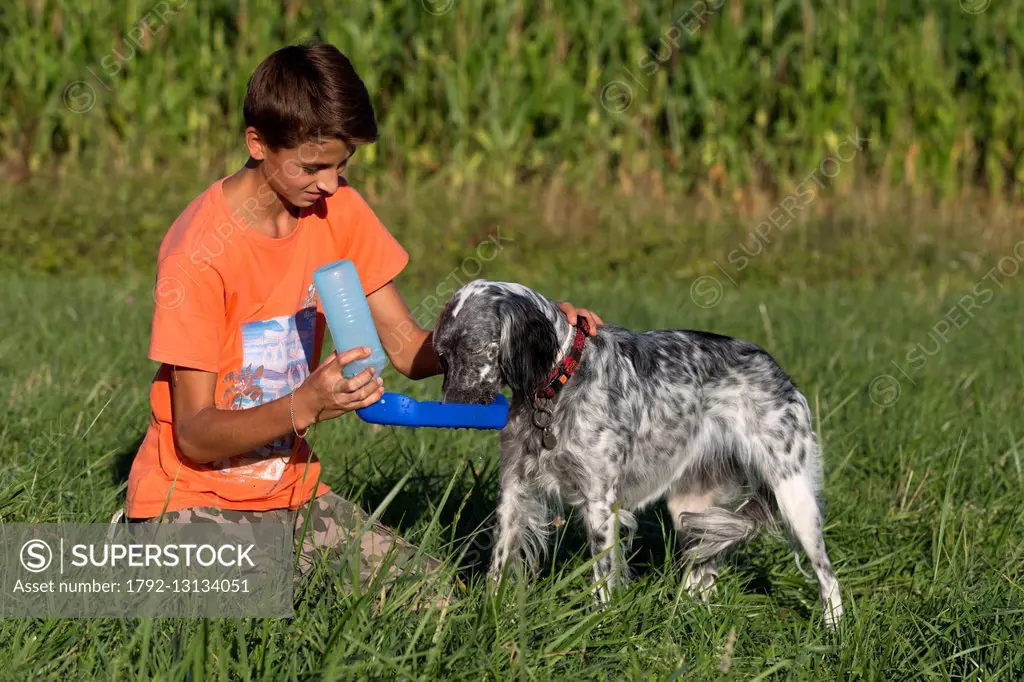 France, Bas Rhin, Bischoffsheim, one person with a dog (English setter), drinking