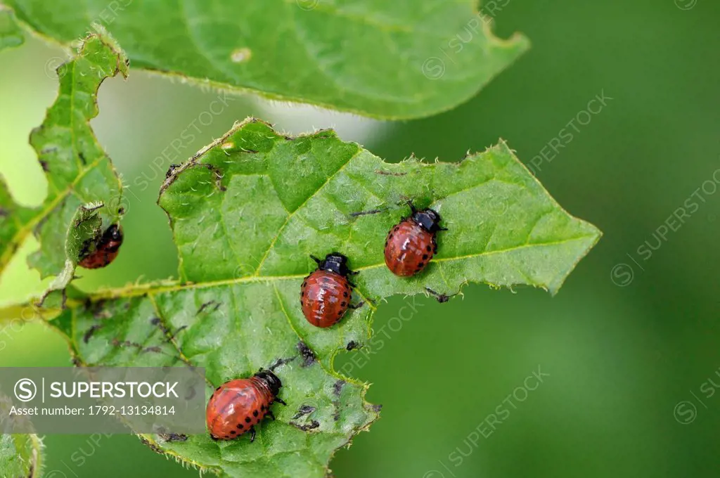 France, Territoire de Belfort, garden, Colorado potato beetle (Leptinotarsa decemlineata) larvae on potato leaf