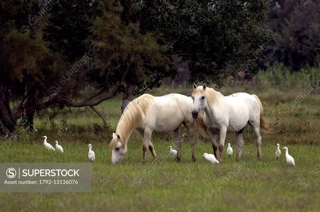 France, Camargue, Camargue horse (Equus caballus) and egrets beef (Bulbucus ibis)