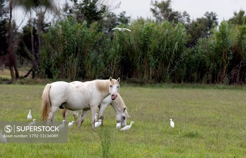 France, Camargue, Camargue horse (Equus caballus) and egrets beef (Bulbucus ibis)