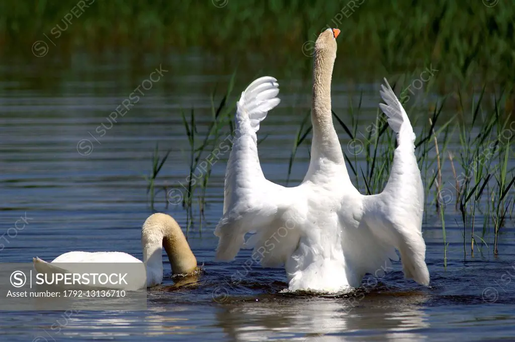 Mute Swan (or mute swan) (Cygnus olor), torque