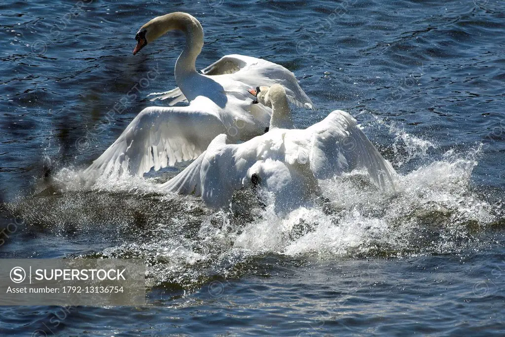Mute Swan (or mute swan) (Cygnus olor), fighting