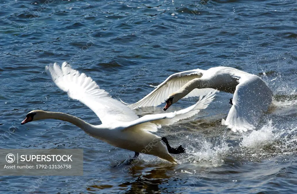Mute Swan (or mute swan) (Cygnus olor), fighting