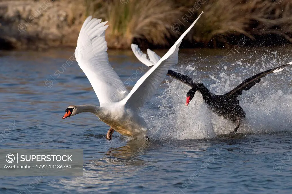 Mute Swan (or mute swan) (Cygnus olor) attacked by a black swan (Cygnus atratus)