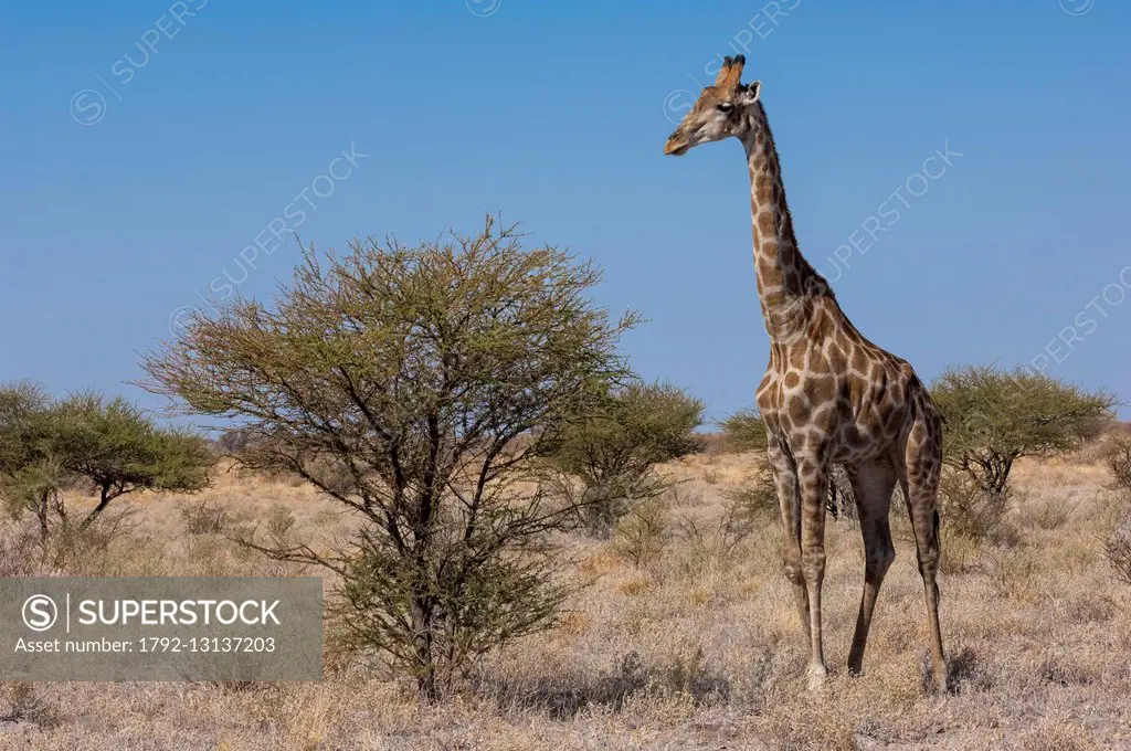 Botswana, Central Kalahari Game Reserve, Kalahari Plains Camp, Southern Giraffe (Giraffa camelopardalis)