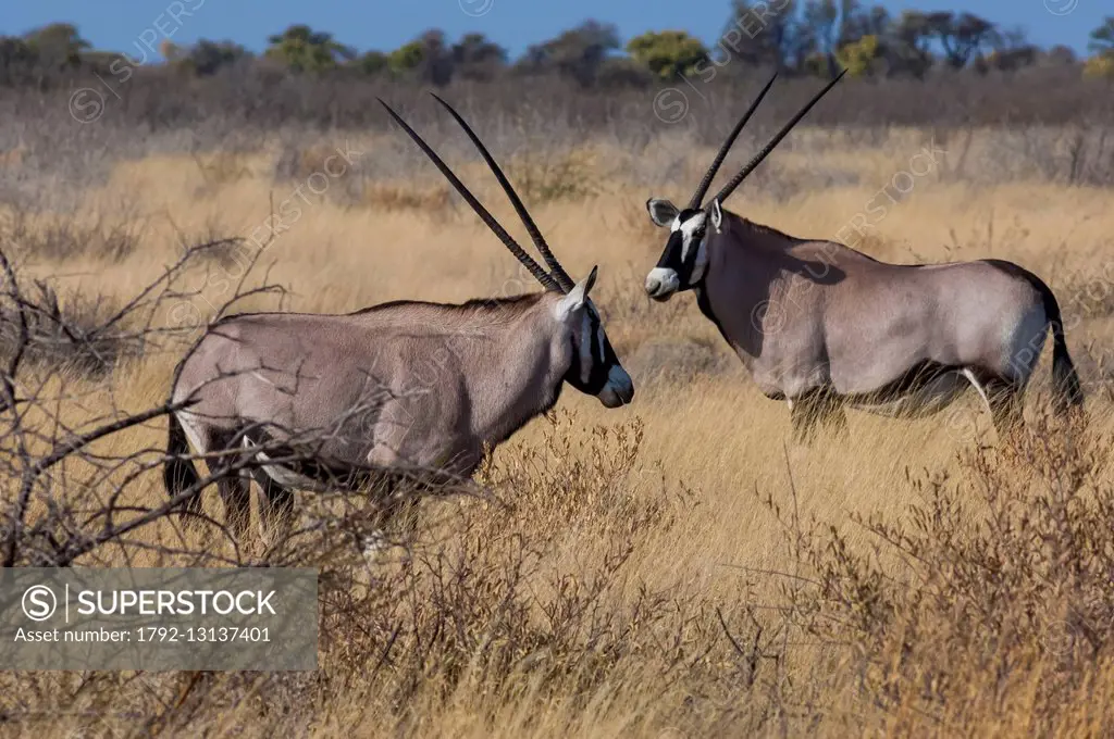Botswana, Central Kalahari Game Reserve, Kalahari Plains Camp, Gemsbok (Oryx gazella)