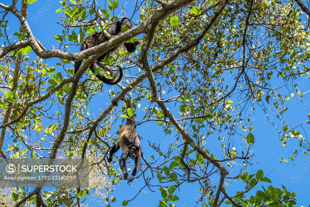 Nicaragua, Granada department, Mombacho Volcano Nature Reserve, mantled howler monkey (Alouatta palliata)