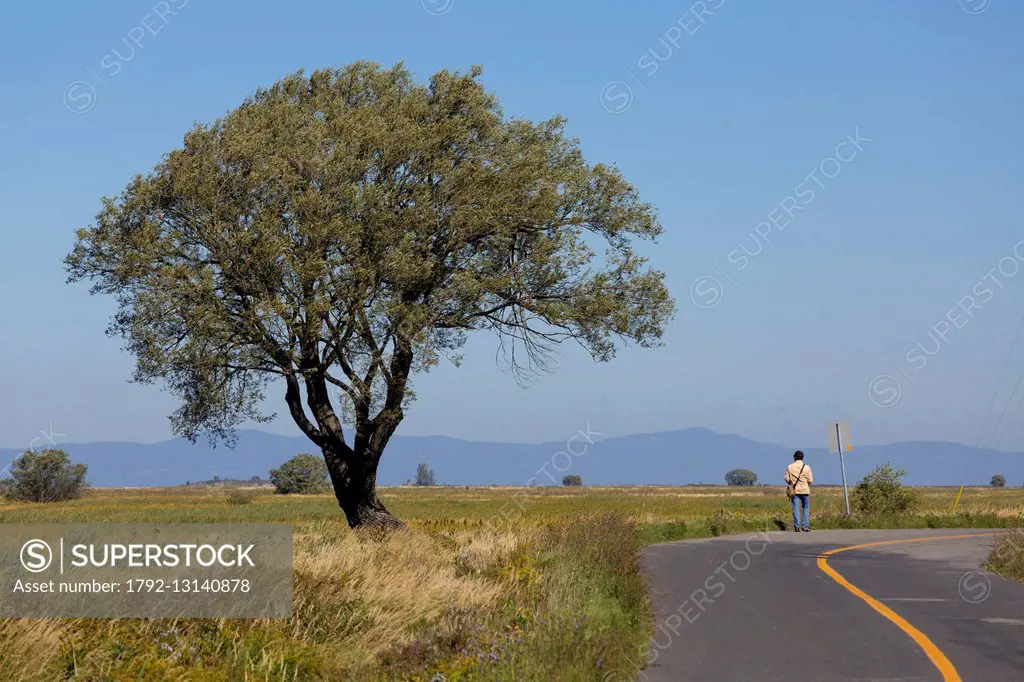 Canada, Quebec province, Chaudiere-Appalaches region, L'Isle-aux-Grues, tree and walker