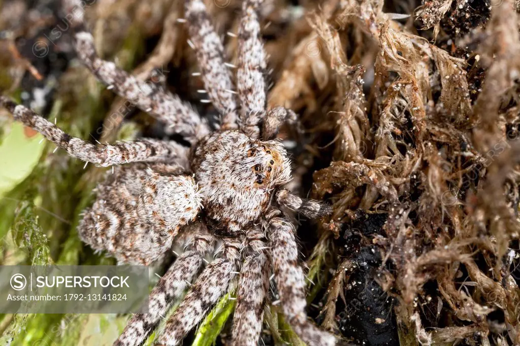 France, Araneae, Philodromidae, Lichen Running Spider (Philodromus margaritatus)