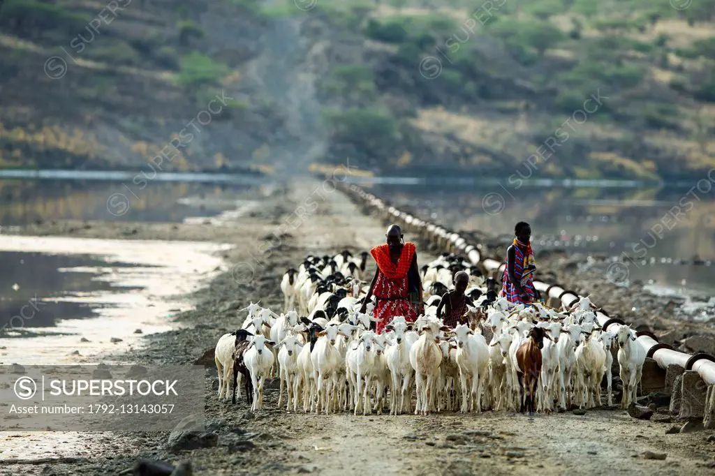 Kenya, lake Magadi, Masai people and cattle