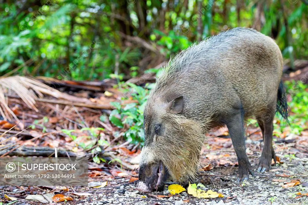 Malaysia, Sarawak state, Bako National Park, Bornean bearded pig (Sus barbatus)
