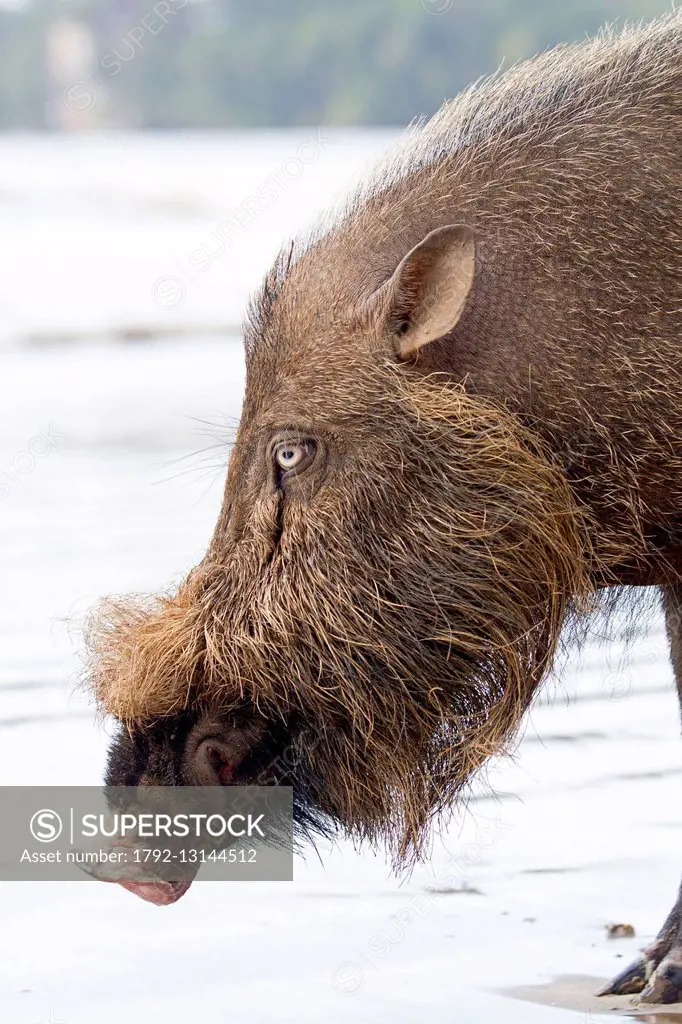 Malaysia, Sarawak state, Bako National Park, Bornean bearded pig (Sus barbatus), on the beach