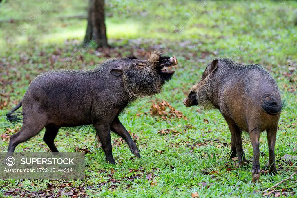 Malaysia, Sarawak state, Bako National Park, Bornean bearded pig (Sus barbatus), fight between 2 males