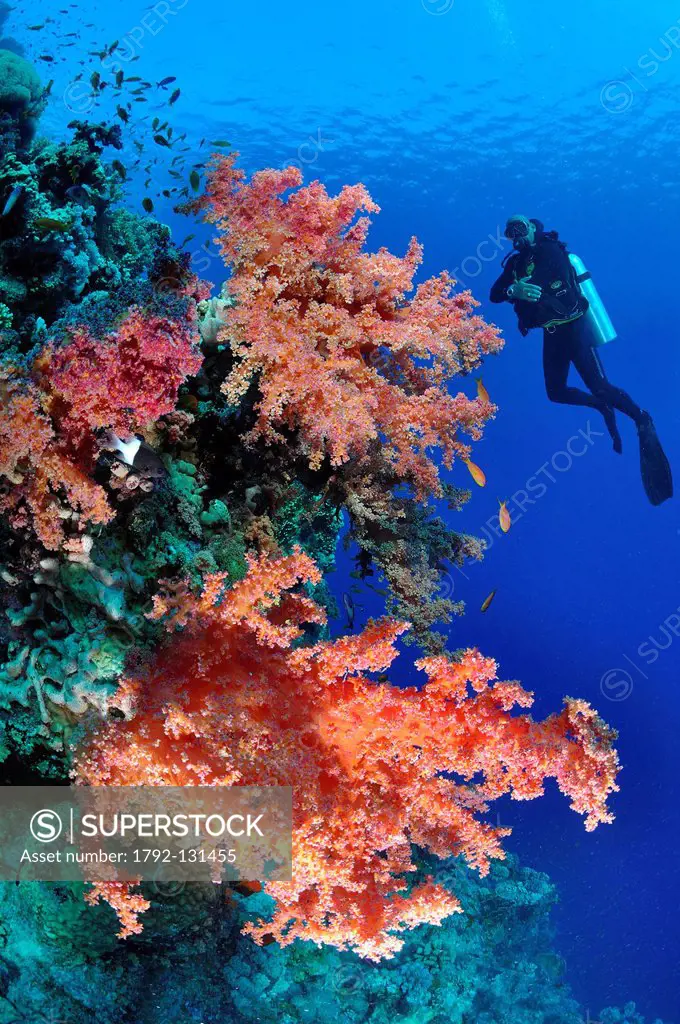 Egypt, Red sea, alcyonarian soft corals Dendronephthya sp. and a diver