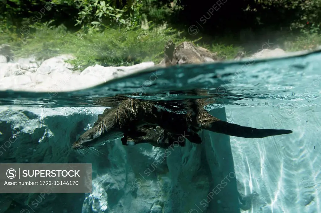 France, Hautes Pyrenees, Pyrenees National Park, Argeles-Gazost zoo, otter in a pond