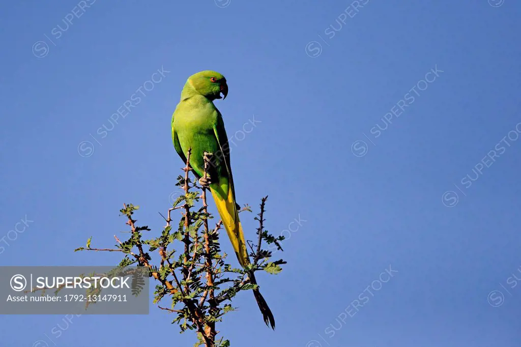 India, Rajasthan state, Bera area, Alexandrine Parakeet or Alexandrian  Parrot (Psittacula eupatria) - SuperStock