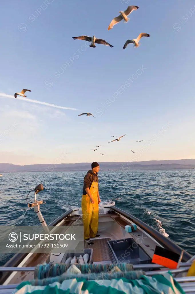 France, Haute Savoie, Le Chablais, Thonon les Bains, return of fishing on the Lake Geneva and gulls which feast on giblets