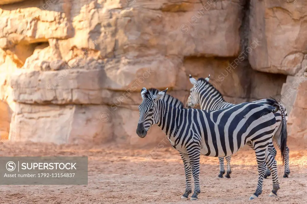 Spain, Valencia, Bioparc, zebra (Equus burchelli boehmi)