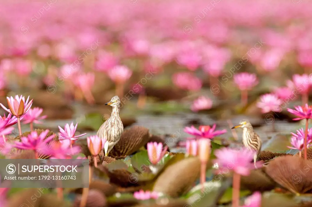 Thailand, Chinese Pond Heron (ardeola Bacchus), in pink lilies